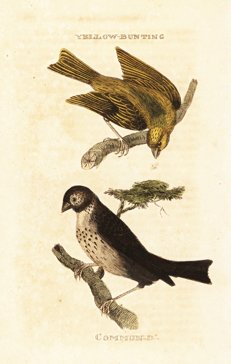 Japán sárgasármány, Emberiza sulphurata és kukoricasármány, Emberiza calandra alkotó: Edward Donovan