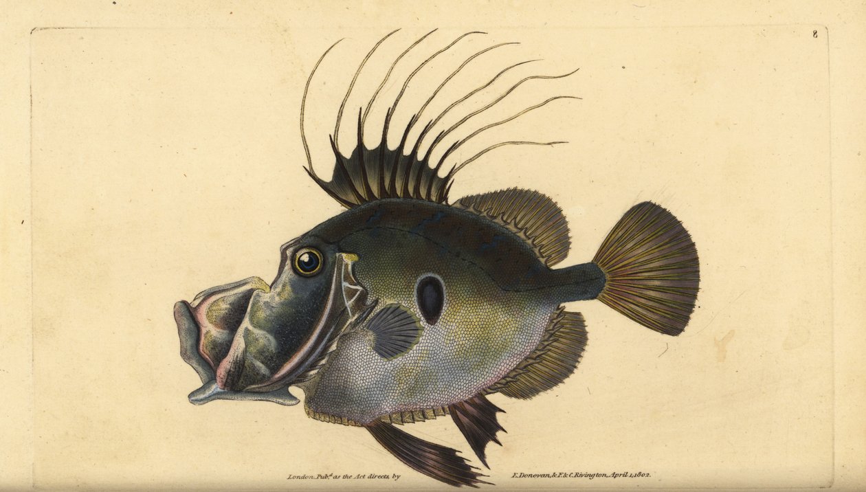 John Dory vagy Doree, Zeus faber. Kézzel színezett rézlemez, amelyet Edward Donovan rajzolt és metszett a British Fishes, Donovan and F.C. Natural History of British Fishes című művéből. és J. Rivington, London alkotó: Edward Donovan