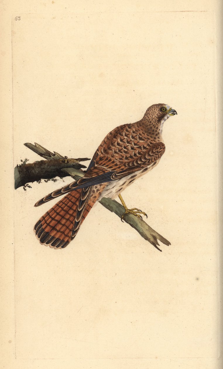 Kestrel, Falco tinnunculus, nőstény. Kézi színű rézlemez, amelyet Edward Donovan rajzolt és metszett a saját Londoni „British Birds természettörténetéből” alkotó: Edward Donovan