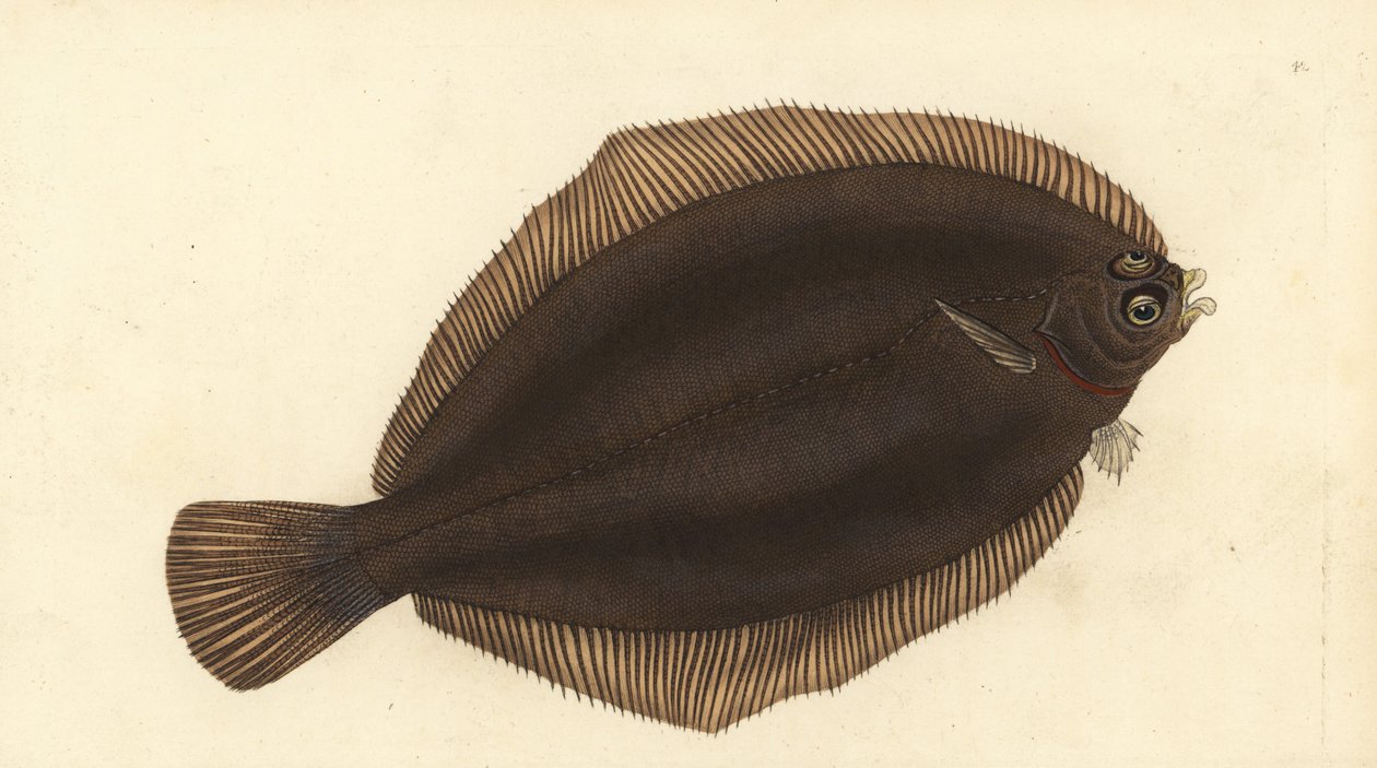 Citromtalp, Microstomus kitt (Kisfejű vagy maszattal, Pleuronectes microcephalus). Kézzel színezett rézlemez, amelyet Edward Donovan rajzolt és metszett a British Fishes, Donovan and F.C. Natural History of British Fishes című művéből. és J. Rivington, Lon alkotó: Edward Donovan