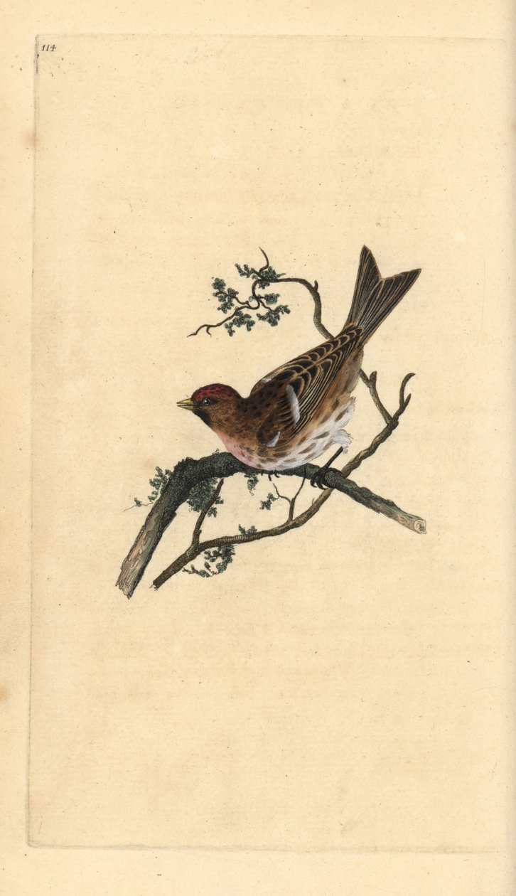 Lesser redpoll, Carduelis kabaré. Kézi színű rézlemez, amelyet Edward Donovan rajzolt és metszett a saját Londoni „British Birds természettörténetéből” alkotó: Edward Donovan