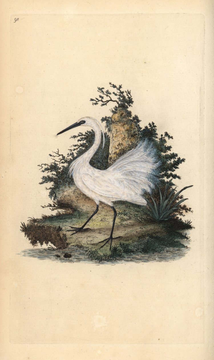 Kis kócsag, Egreta garzetta. Kézi színű rézlemez, amelyet Edward Donovan rajzolt és metszett a saját Londoni „British Birds természettörténetéből” alkotó: Edward Donovan