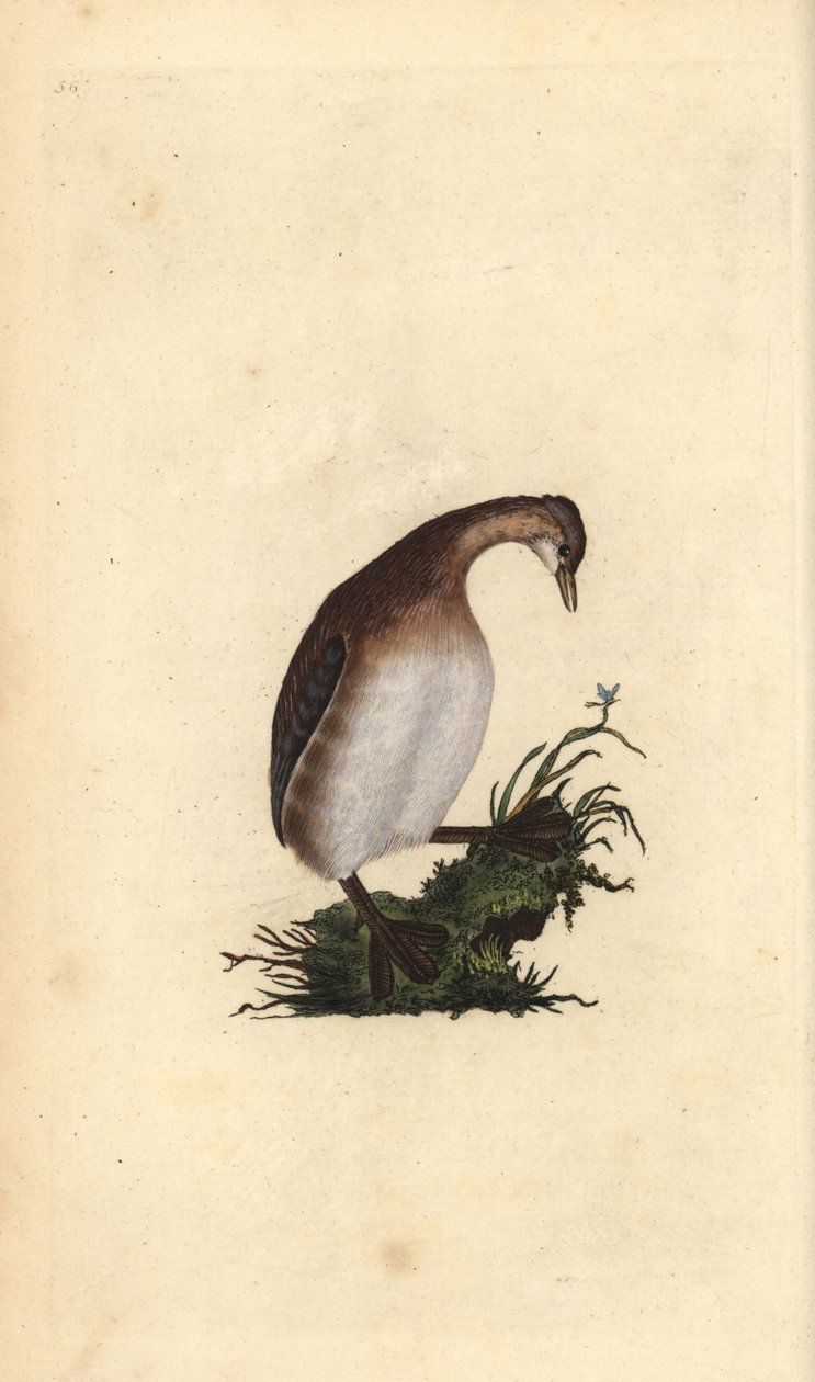 Kis vöcsök, Tachybaptus ruficollis. Kézi színű rézlemez, amelyet Edward Donovan rajzolt és metszett a saját Londoni „British Birds természettörténetéből” alkotó: Edward Donovan