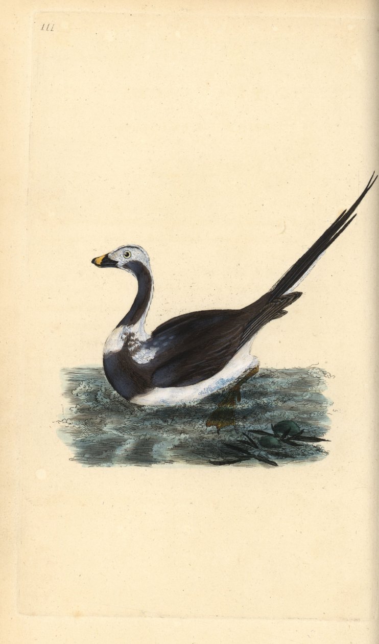 Hosszúfarkú kacsa, Clangula hyemalis. Sebezhető. Kézi színű rézlemez, amelyet Edward Donovan rajzolt és metszett a saját Londoni „British Birds természettörténetéből” alkotó: Edward Donovan