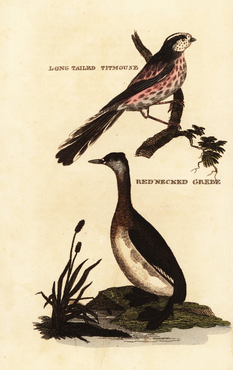 Hosszúfarkú cinege vagy hosszúfarkú bushtit, Aegithalos caudatus és vörösnyakú vöcsök, Podiceps grisegena alkotó: Edward Donovan