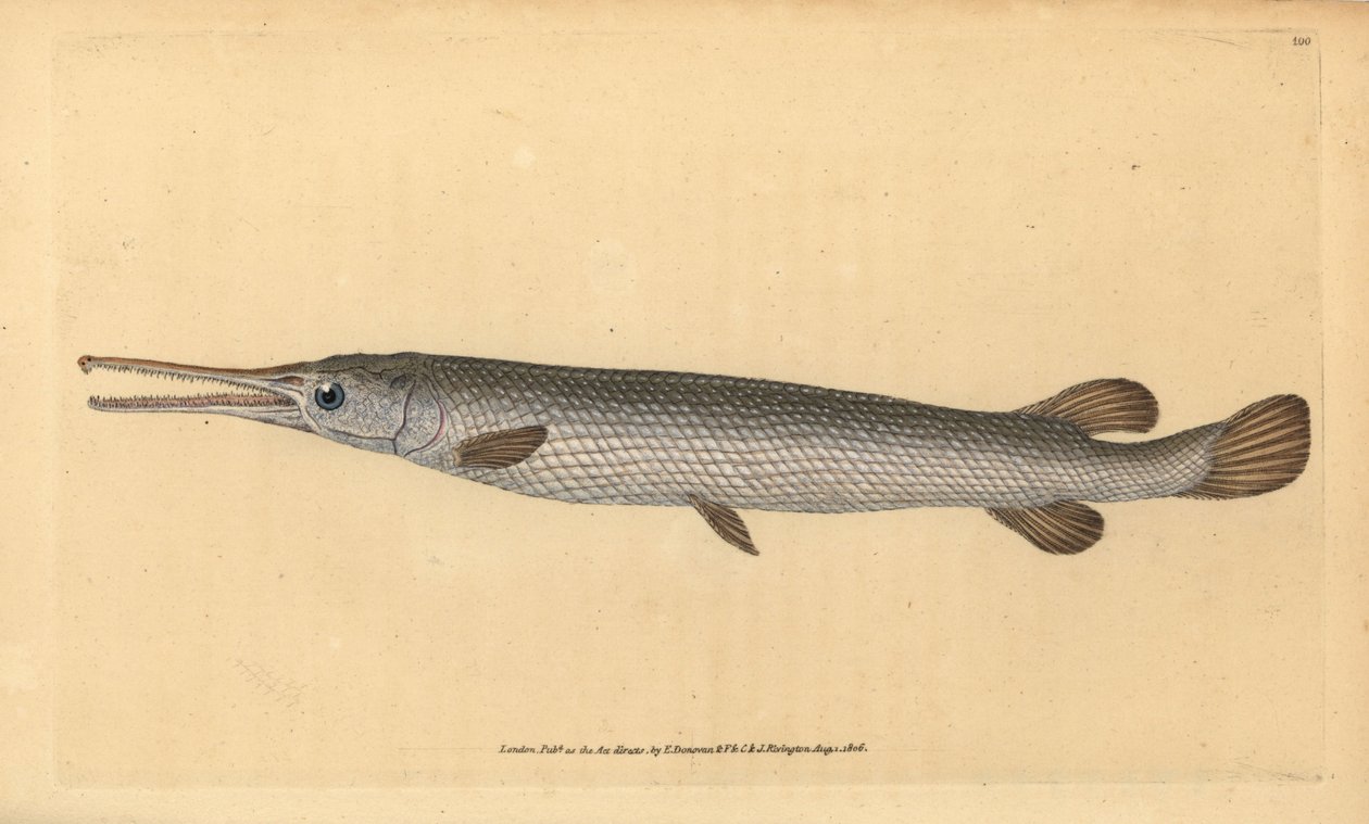 Hosszúorrú gar, Lepisosteus osseus (Osseus gar hal, Esox osseus). Kézzel színezett rézlemez, amelyet Edward Donovan rajzolt és metszett a British Fishes, Donovan and F.C. Natural History of British Fishes című művéből. és J. Rivington, London alkotó: Edward Donovan