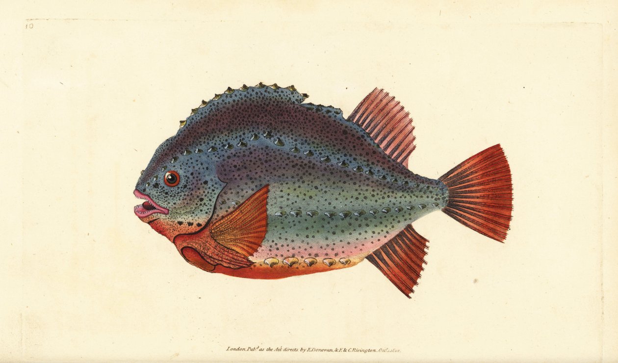 Lumpsucker vagy lumpfish, Cyclopterus lumpus. Kézzel színezett rézlemez, amelyet Edward Donovan rajzolt és metszett a British Fishes, Donovan and F.C. Natural History of British Fishes című művéből. és J. Rivington, London alkotó: Edward Donovan
