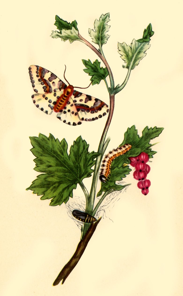 „Shore Current Moth on Maggi: Flanae grossularizata”, 1813, 1945. alkotó: Edward Donovan