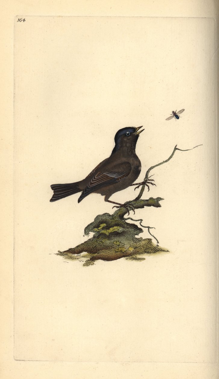 Mocsárcinege, Poecile Palustris. Kézi színű rézlemez, amelyet Edward Donovan rajzolt és metszett a saját Londoni „British Birds természettörténetéből” alkotó: Edward Donovan