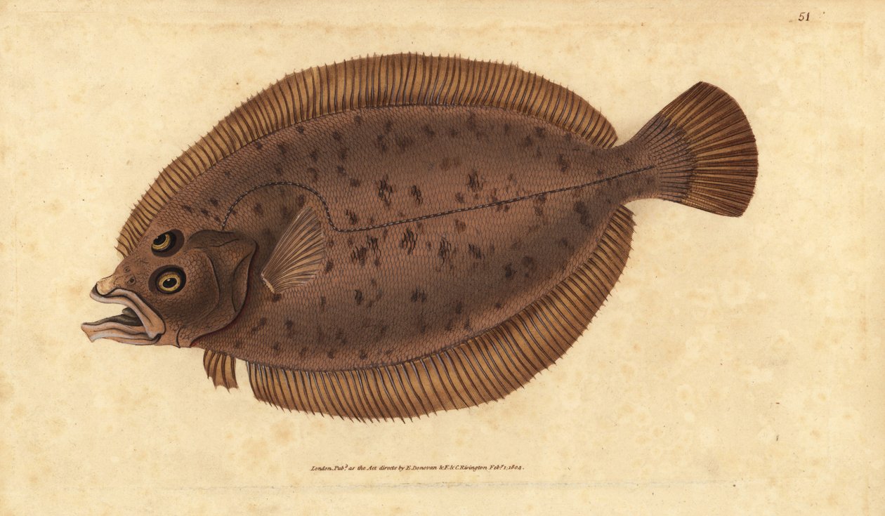 Megrim vagy fuvallat, Lepidorhombus whiffiagonis (Pleuronectes megastoma). Kézzel színezett rézlemez, amelyet Edward Donovan rajzolt és metszett a British Fishes, Donovan and F.C. Natural History of British Fishes című művéből. és J. Rivington, London alkotó: Edward Donovan