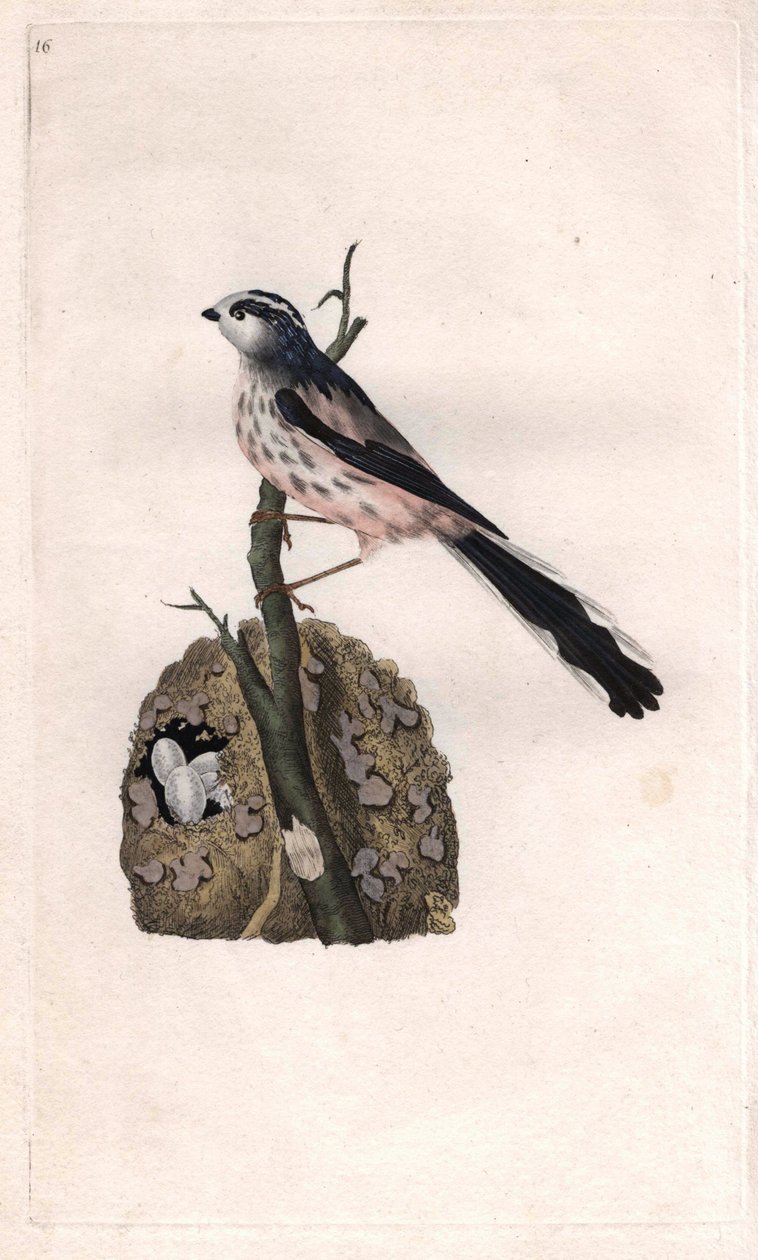 Mesange-nek hosszú a farka. Aegithalos caudatus (Parus caudatus). Edward Donovan (1768-1837) rézmetszete, megjelent a londoni Histoire naturelle des oiseaux britanniques-ban alkotó: Edward Donovan