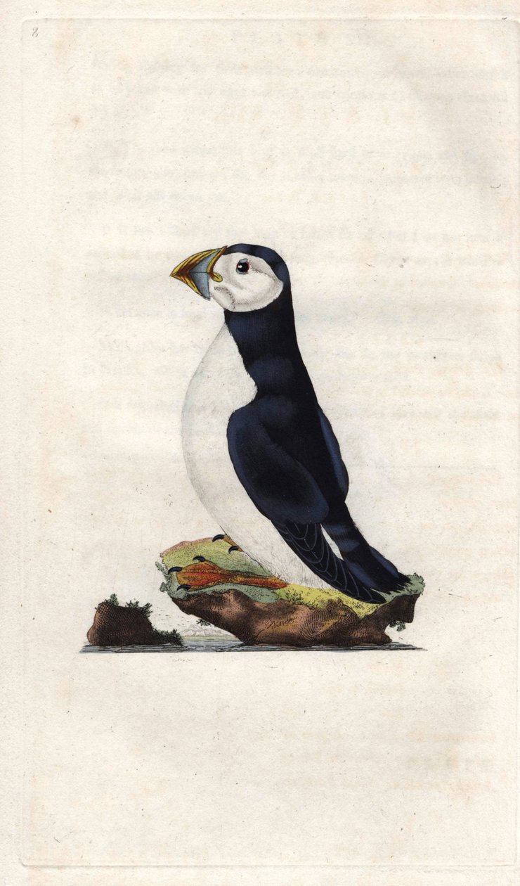 Szerzetes nyíróvíz. Fratercula arctica (Alca arctica). Edward Donovan (1768-1837) rézmetsze, megjelent a Natural History of British Birds, Londonban alkotó: Edward Donovan