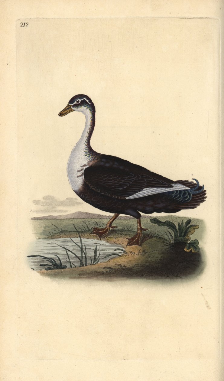 Pézsmakacsa (változat), Cairina moschata. Kézi színű rézlemez, amelyet Edward Donovan rajzolt és metszett a saját Londoni „British Birds természettörténetéből” alkotó: Edward Donovan