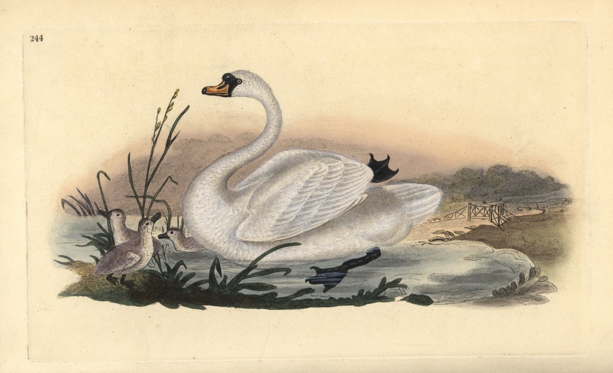 bütykös hattyú, Cygnus olor, fiókákkal. Kézi színű rézlemez, amelyet Edward Donovan rajzolt és metszett a saját Londoni „British Birds természettörténetéből” alkotó: Edward Donovan