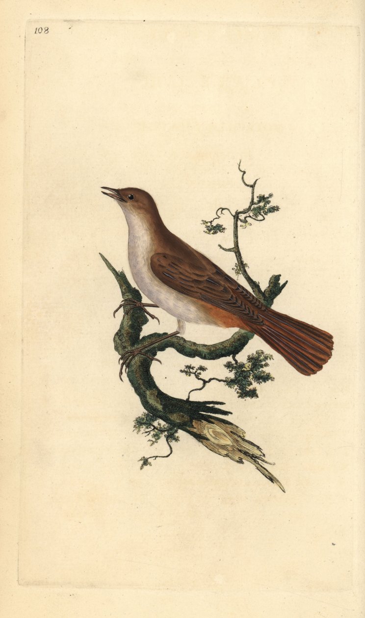 Nightingale, Luscinia megarhynchos. Kézi színű rézlemez, amelyet Edward Donovan rajzolt és metszett a saját Londoni „British Birds természettörténetéből” alkotó: Edward Donovan