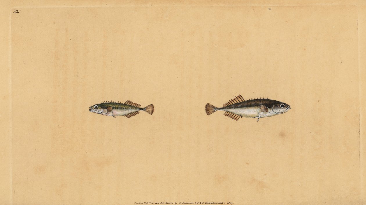 Kilences szálka, Pungitius pungitius (kisebb vagy tíztüskés bottal, Gasterosteus pungitius). Kézzel színezett rézlemez, amelyet Edward Donovan rajzolt és metszett a British Fishes, Donovan and F.C. Natural History of British Fishes című művéből. és J. Rivi alkotó: Edward Donovan