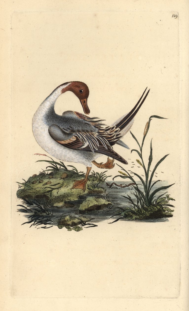 Északi réce, Anas acuta. Kézzel színezett rézlemez, amelyet Edward Donovan rajzolt és metszett a saját „Britan madarak természettörténetéből” (1794-1819). Edward Donovan (1768-1837) angol-ír amatőr zoológus, író, művész és metsző. Ő w alkotó: Edward Donovan