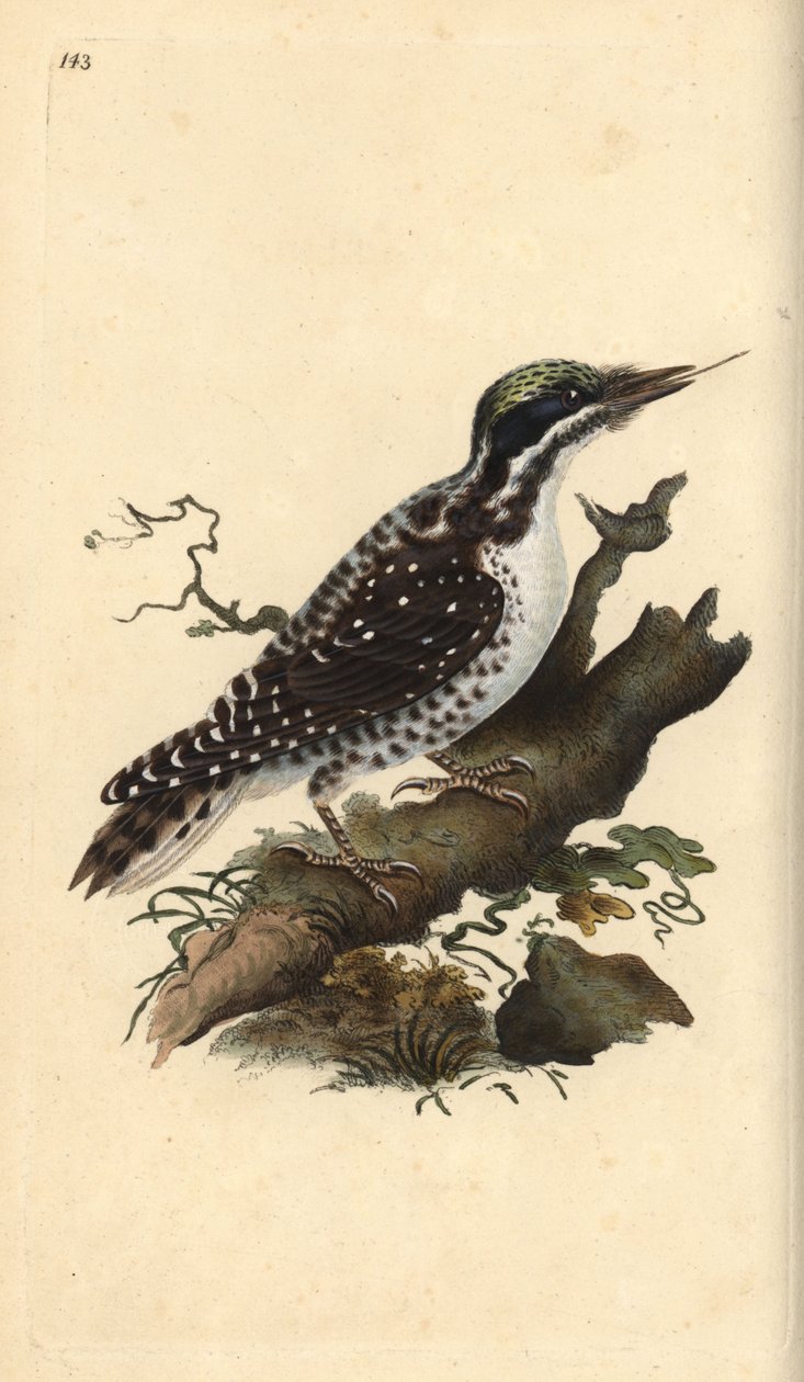 Északi háromujjú harkály. Picoides tridactylus. Kézi színű rézlemez, amelyet Edward Donovan rajzolt és metszett a saját Londoni „British Birds természettörténetéből” alkotó: Edward Donovan