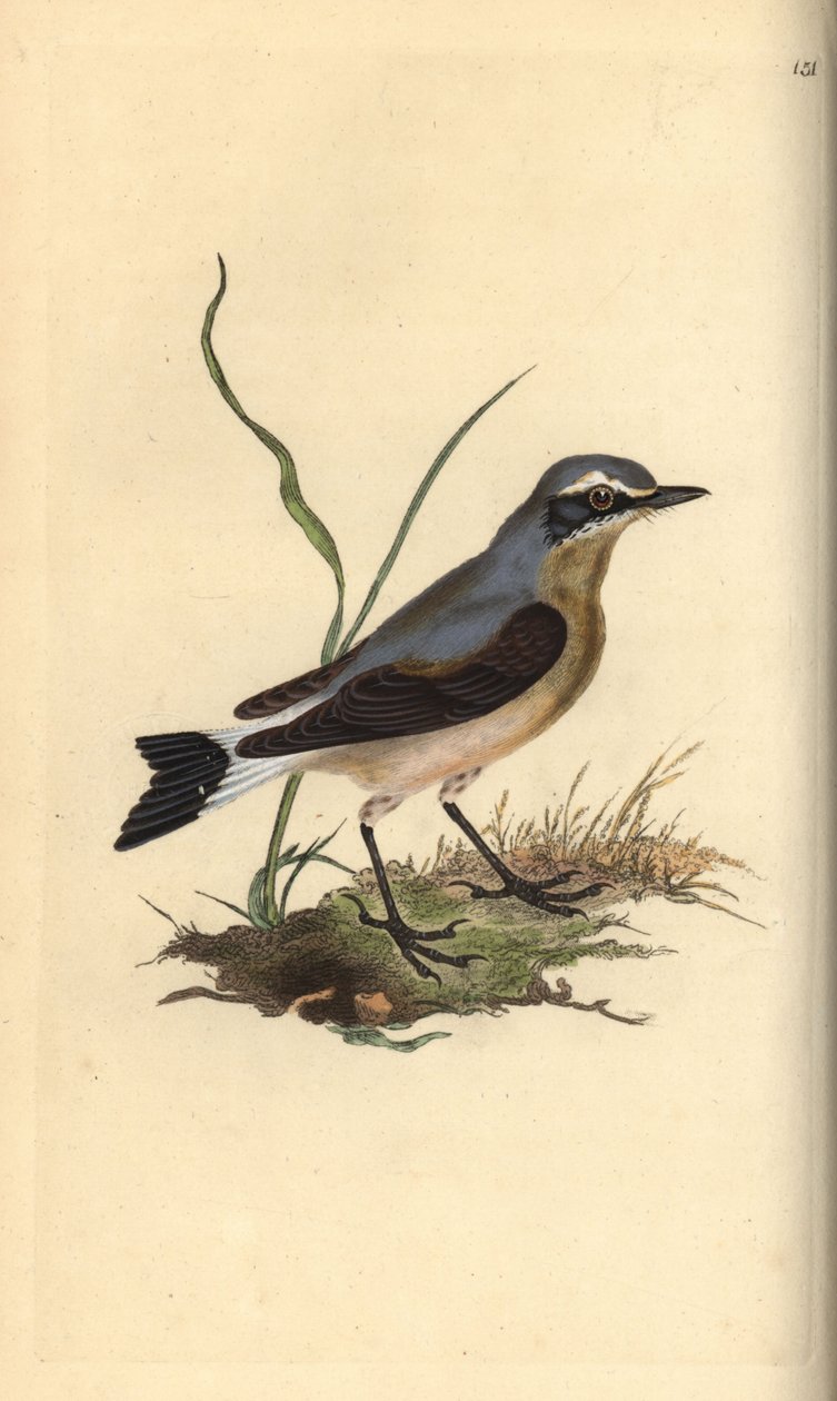 Északi búzakalász, Oenanthe oenanthe. Kézi színű rézlemez, amelyet Edward Donovan rajzolt és metszett a saját Londoni „British Birds természettörténetéből” alkotó: Edward Donovan