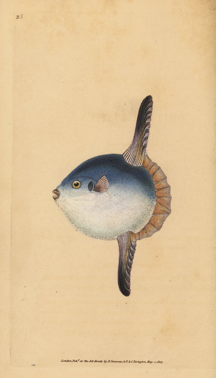 Ocean Sunfish, Mola Mola. Sebezhető. (Naphal, tetrodon mola). Kézzel színezett rézlemez, amelyet Edward Donovan rajzolt és metszett a British Fishes, Donovan and F.C. Natural History of British Fishes című művéből. és J. Rivington, London alkotó: Edward Donovan