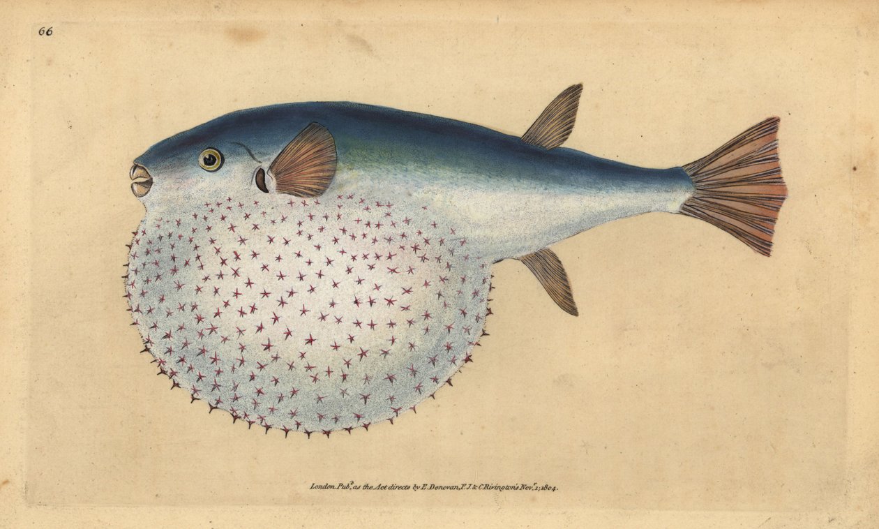 Óceáni gömbhal, Lagocephalus lagocephalus (Stellated globe-fish, Tetrodon stellatus). Kézzel színezett rézlemez, amelyet Edward Donovan rajzolt és metszett a British Fishes, Donovan and F.C. Natural History of British Fishes című művéből. és J. Rivington,  alkotó: Edward Donovan
