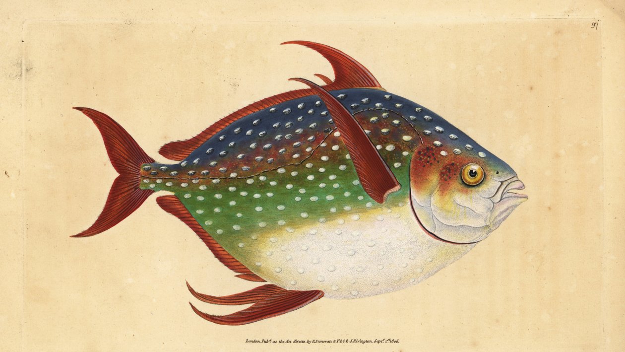 Opa vagy királyhal, Lampris guttatus (Zeus luna). Kézzel színezett rézlemez, amelyet Edward Donovan rajzolt és metszett a British Fishes, Donovan and F.C. Natural History of British Fishes című művéből. és J. Rivington, London alkotó: Edward Donovan