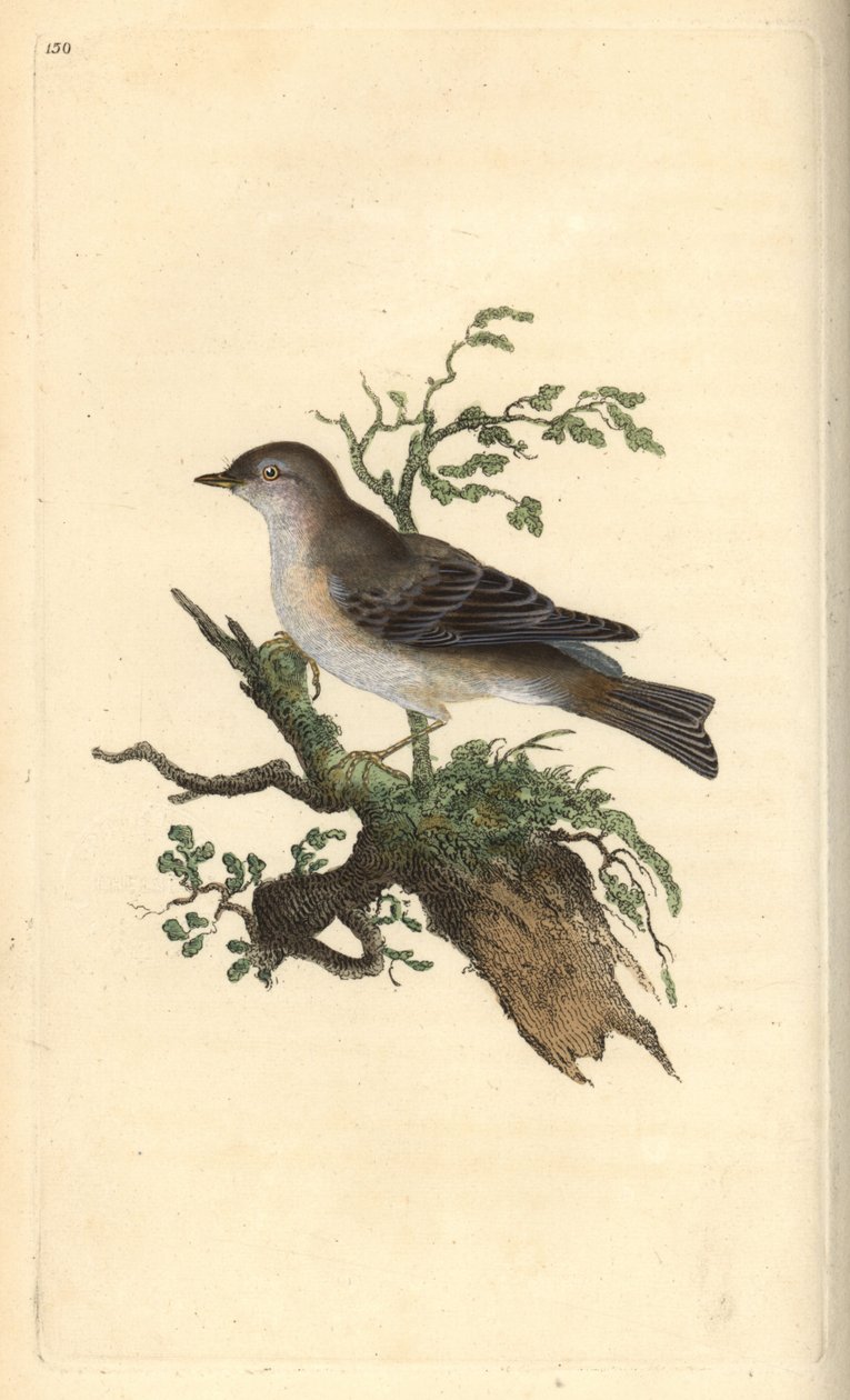 Árva poszáta, Sylvia hydrtensis, vagy nagyobb szálka. Kézi színű rézlemez, amelyet Edward Donovan rajzolt és metszett a saját Londoni „British Birds természettörténetéből” alkotó: Edward Donovan