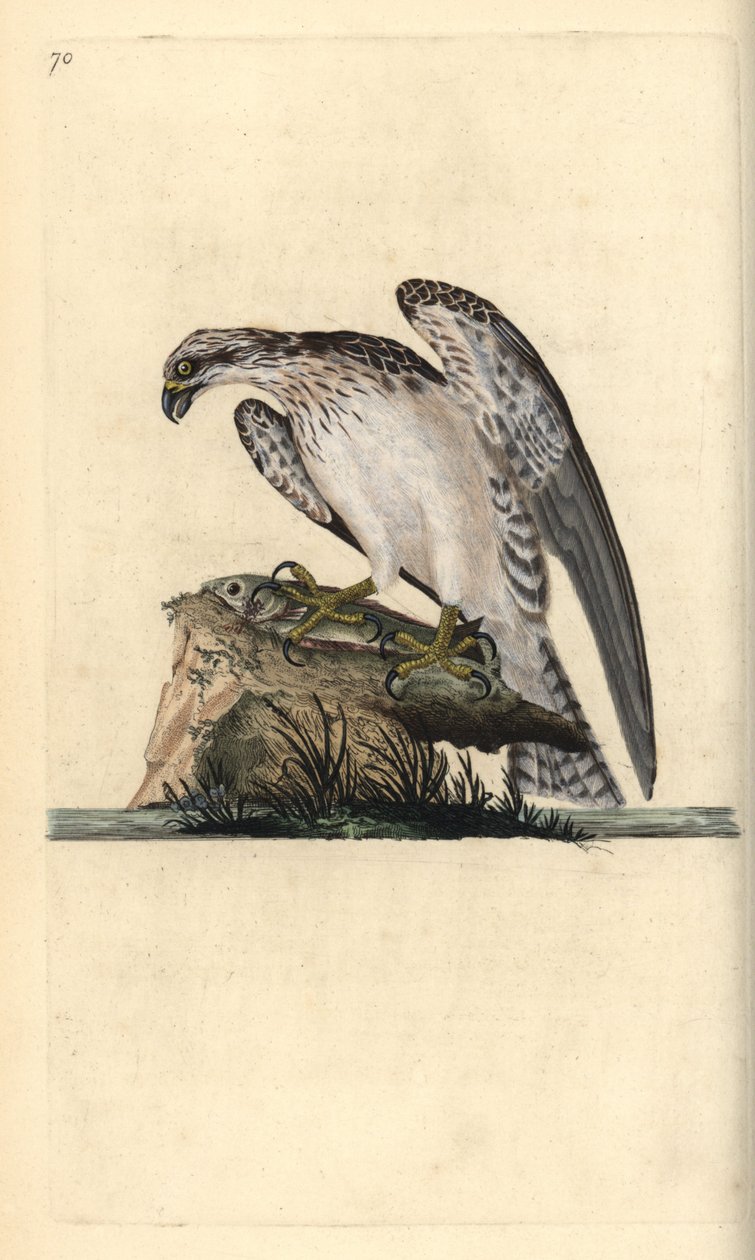 Osprey, Pandion haliaetus, állva egy kifogott halon. Kézi színű rézlemez, amelyet Edward Donovan rajzolt és metszett a saját Londoni „British Birds természettörténetéből” alkotó: Edward Donovan