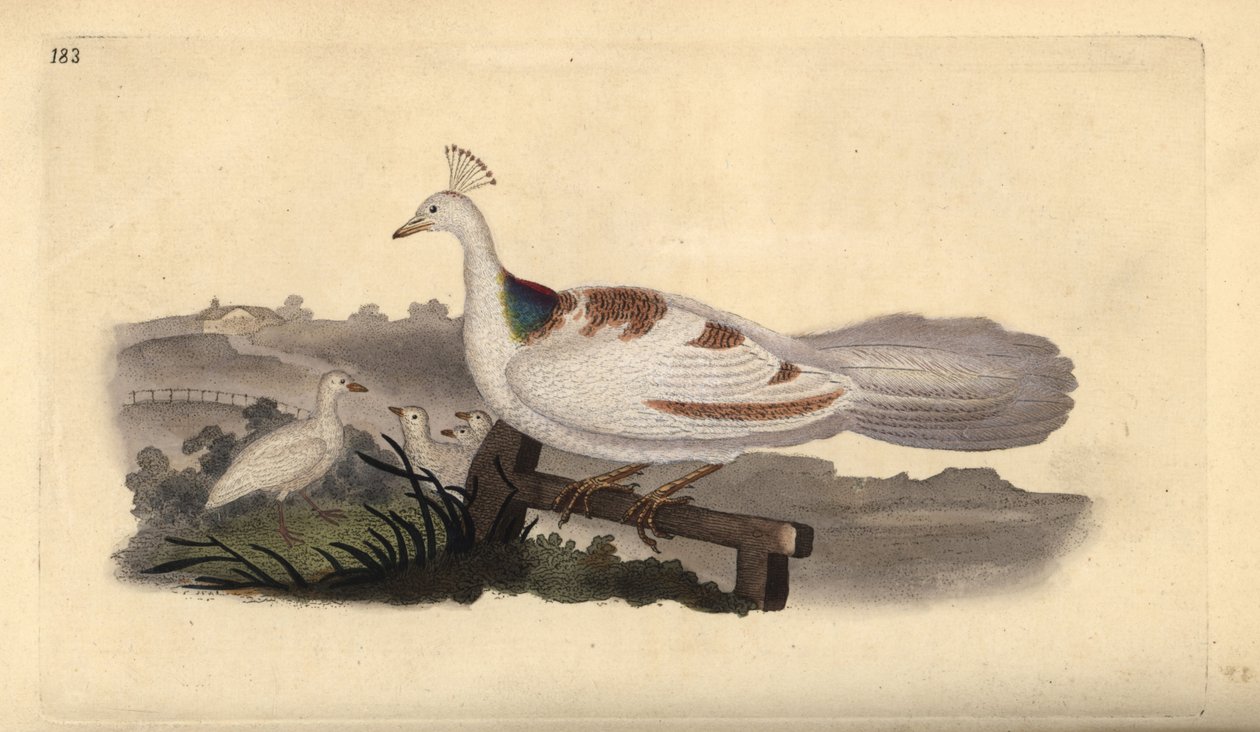 Pávaláb, Pavo cristatus, nőstény a kicsinyeivel. Kézi rézkarc, rajzolta és metszette Edward Donovan a saját "Natural History of British Birds" című művéből, London. alkotó: Edward Donovan