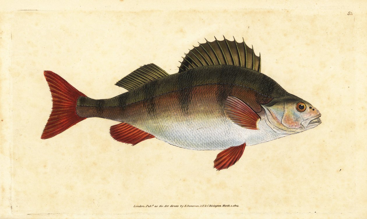 Sügér, Perca fluviatilis. Kézzel színezett rézlemez, amelyet Edward Donovan rajzolt és metszett a British Fishes, Donovan and F.C. Natural History of British Fishes című művéből. és J. Rivington, London alkotó: Edward Donovan