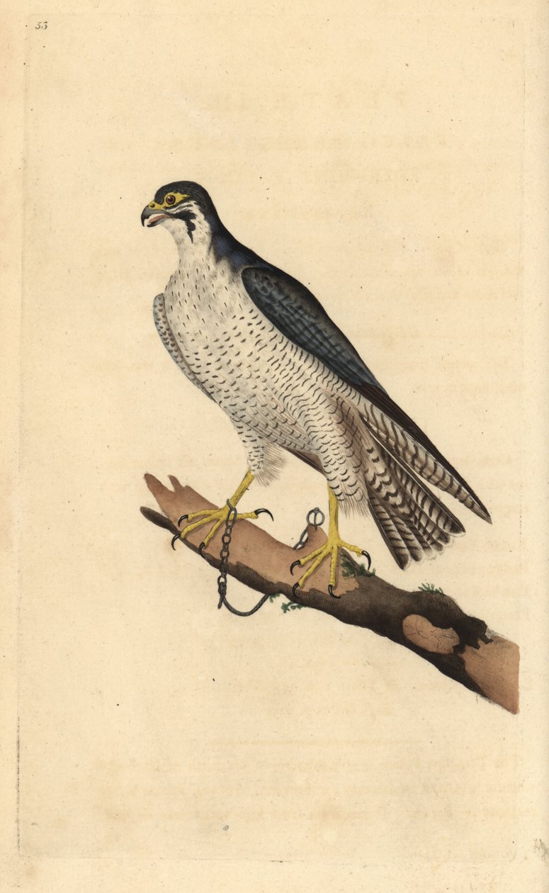 Vándorsólyom, Falco peregrinus, ághoz láncolva. Kézi színű rézlemez, amelyet Edward Donovan rajzolt és metszett a saját Londoni „British Birds természettörténetéből” alkotó: Edward Donovan