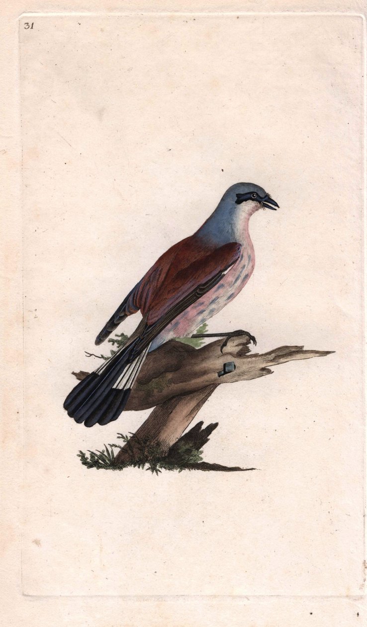 Flayer Shrike Szarka. Lanius collurio. Edward Donovan (1768-1837) rézmetsze, megjelent a Natural History of British Birds, Londonban alkotó: Edward Donovan