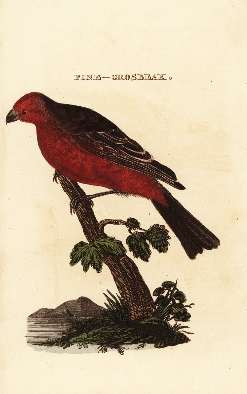 Pinicola enucleator alkotó: Edward Donovan