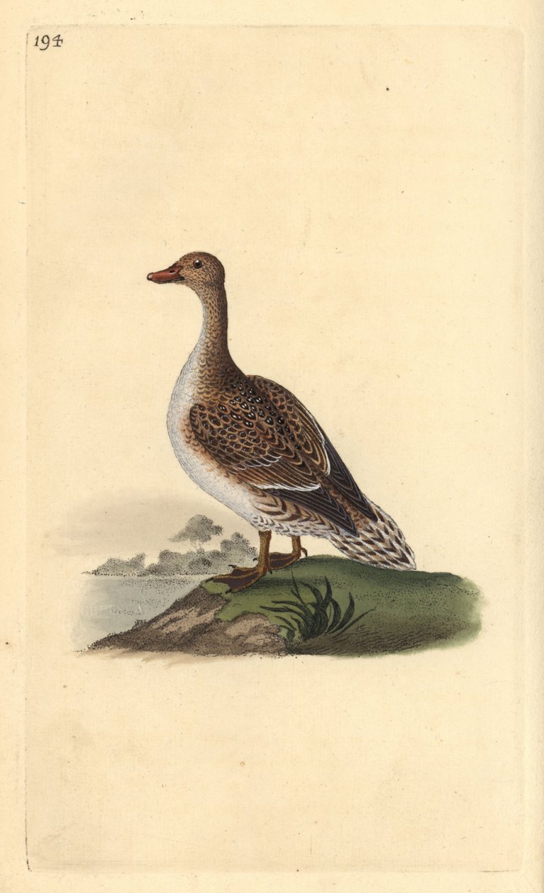 Pintail, Anas acuta, nőstény. Kézi színű rézlemez, amelyet Edward Donovan rajzolt és metszett a saját Londoni „British Birds természettörténetéből” alkotó: Edward Donovan