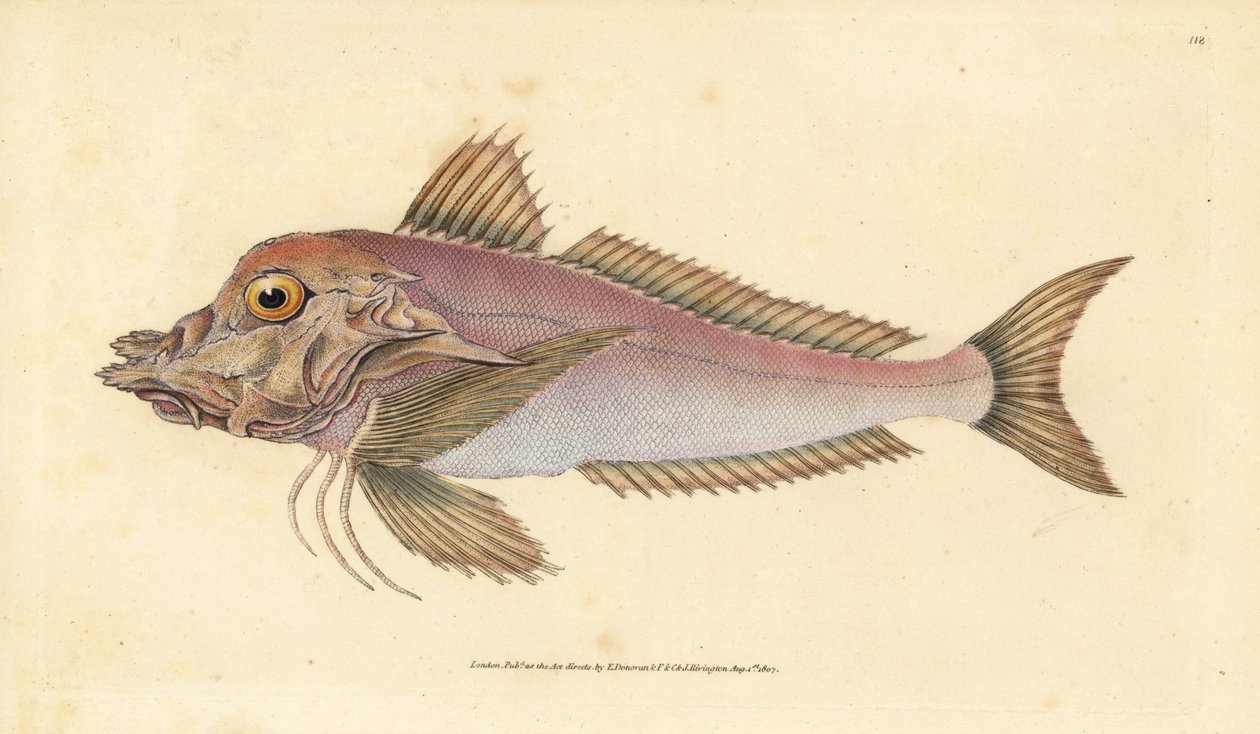 Piper, Trigla lyra. Kézzel színezett rézlemez, amelyet Edward Donovan rajzolt és metszett a British Fishes, Donovan and F.C. Natural History of British Fishes című művéből. és J. Rivington, London alkotó: Edward Donovan
