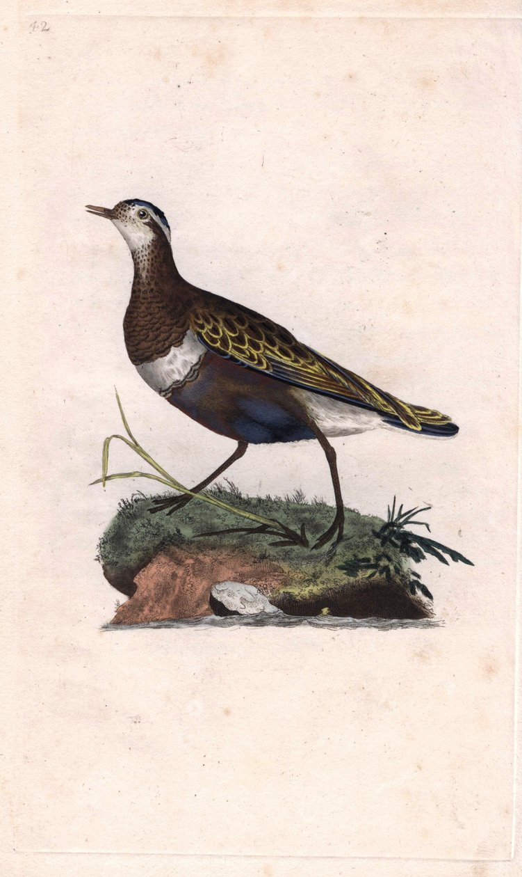 Lile. Eudromias morinellus (Charadrius morinellus). Edward Donovan (1768-1837) rézmetsze, megjelent a Natural History of British Birds, Londonban alkotó: Edward Donovan
