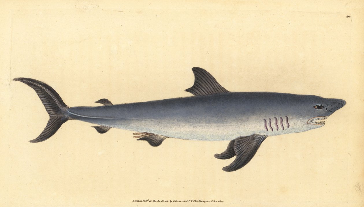 Porbeagle, Lamna nasus. Sebezhető. (Sorbeagle cápa, Squalus cornubicus). Kézzel színezett rézlemez, amelyet Edward Donovan rajzolt és metszett a British Fishes, Donovan and F.C. Natural History of British Fishes című művéből. és J. Rivington, London alkotó: Edward Donovan