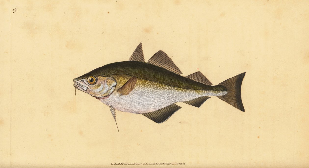 Duzzadó, Trisopterus luscus (Bib, Gadus luscus). Kézzel színezett rézlemez, amelyet Edward Donovan rajzolt és metszett a British Fishes, Donovan and F.C. Natural History of British Fishes című művéből. és J. Rivington, London alkotó: Edward Donovan