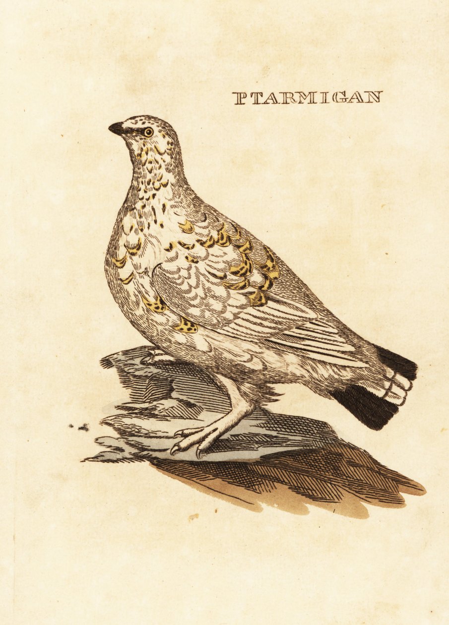 Ptarmigan nyírfajd vagy fehérvad, Lagopus lagopus alkotó: Edward Donovan