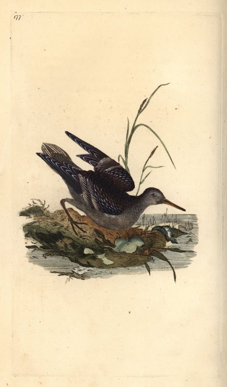 Lila homokcsőr, Calidris maritima. Kézi színű rézlemez, amelyet Edward Donovan rajzolt és metszett a saját Londoni „British Birds természettörténetéből” alkotó: Edward Donovan