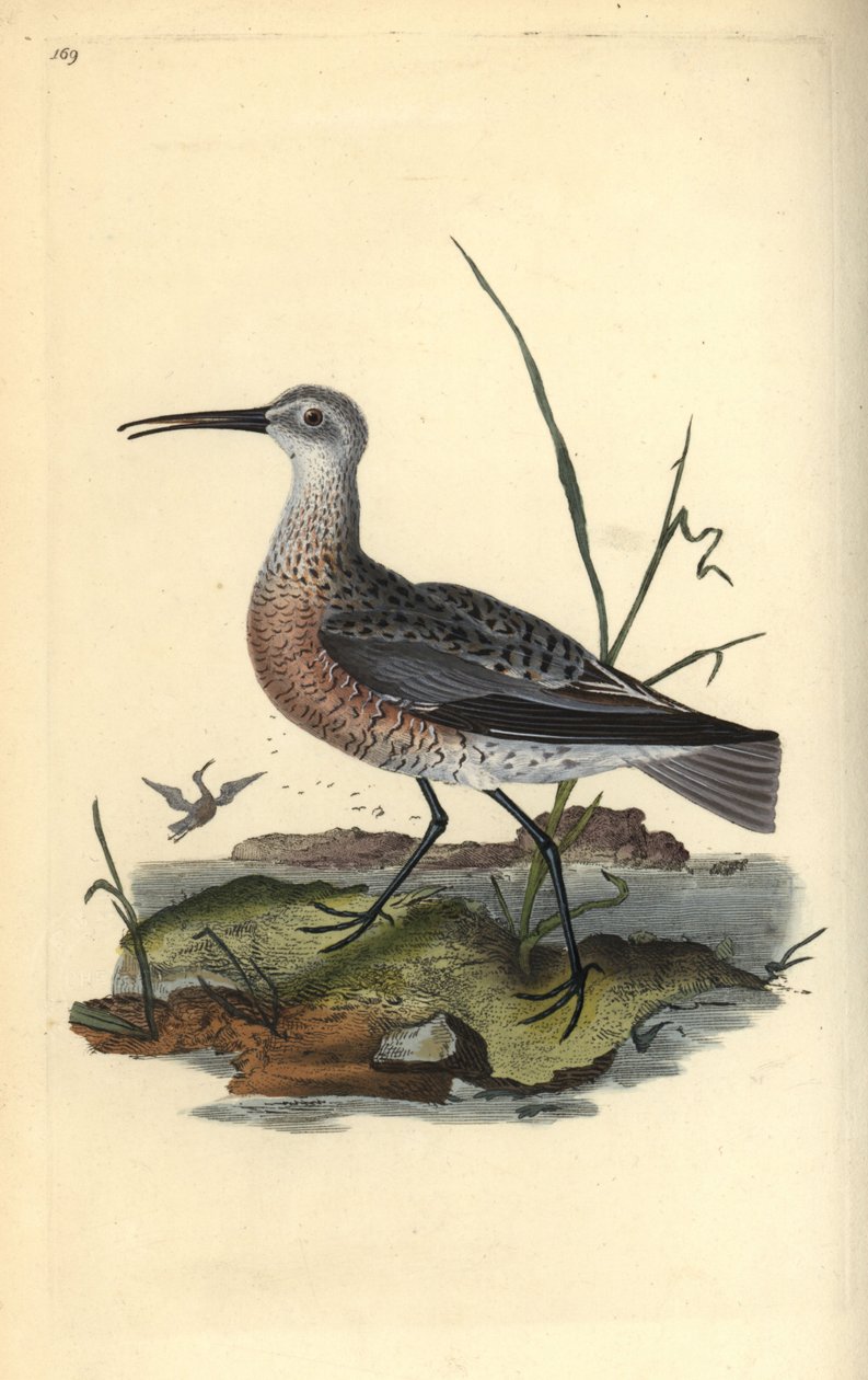 Pigmeus vagy kis göndör, Numenius minutus. Kézi színű rézlemez, amelyet Edward Donovan rajzolt és metszett a saját Londoni „British Birds természettörténetéből” alkotó: Edward Donovan