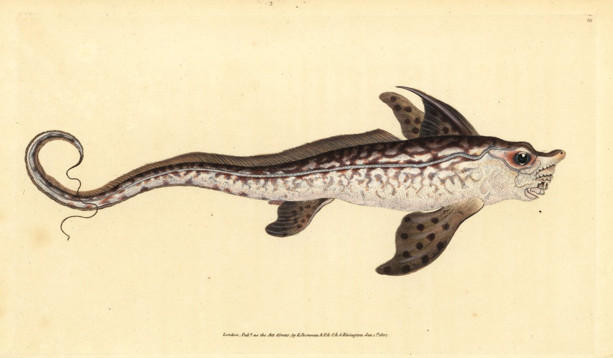 Nyúlhal vagy tengeri szörny, Chimaera monstrosa. Majdnem megfenyegetve. Kézzel színezett rézlemez, amelyet Edward Donovan rajzolt és metszett a British Fishes, Donovan and F.C. Natural History of British Fishes című művéből. és J. Rivington, London alkotó: Edward Donovan