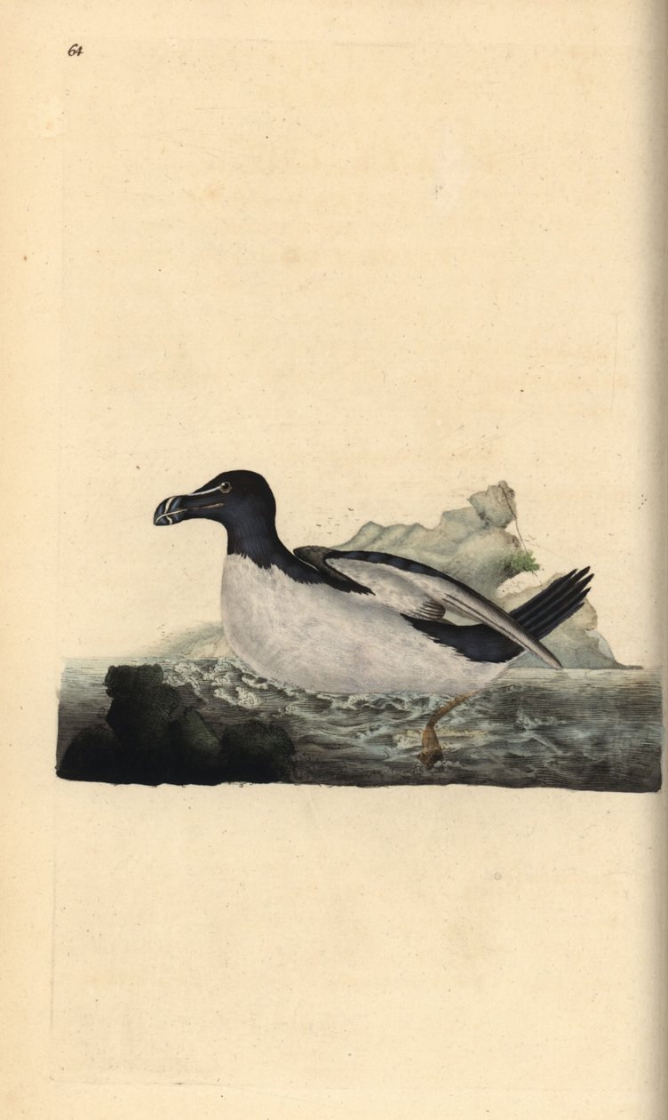 Razorbill, Alca torda. Kézi színű rézlemez, amelyet Edward Donovan rajzolt és metszett a saját Londoni „British Birds természettörténetéből” alkotó: Edward Donovan