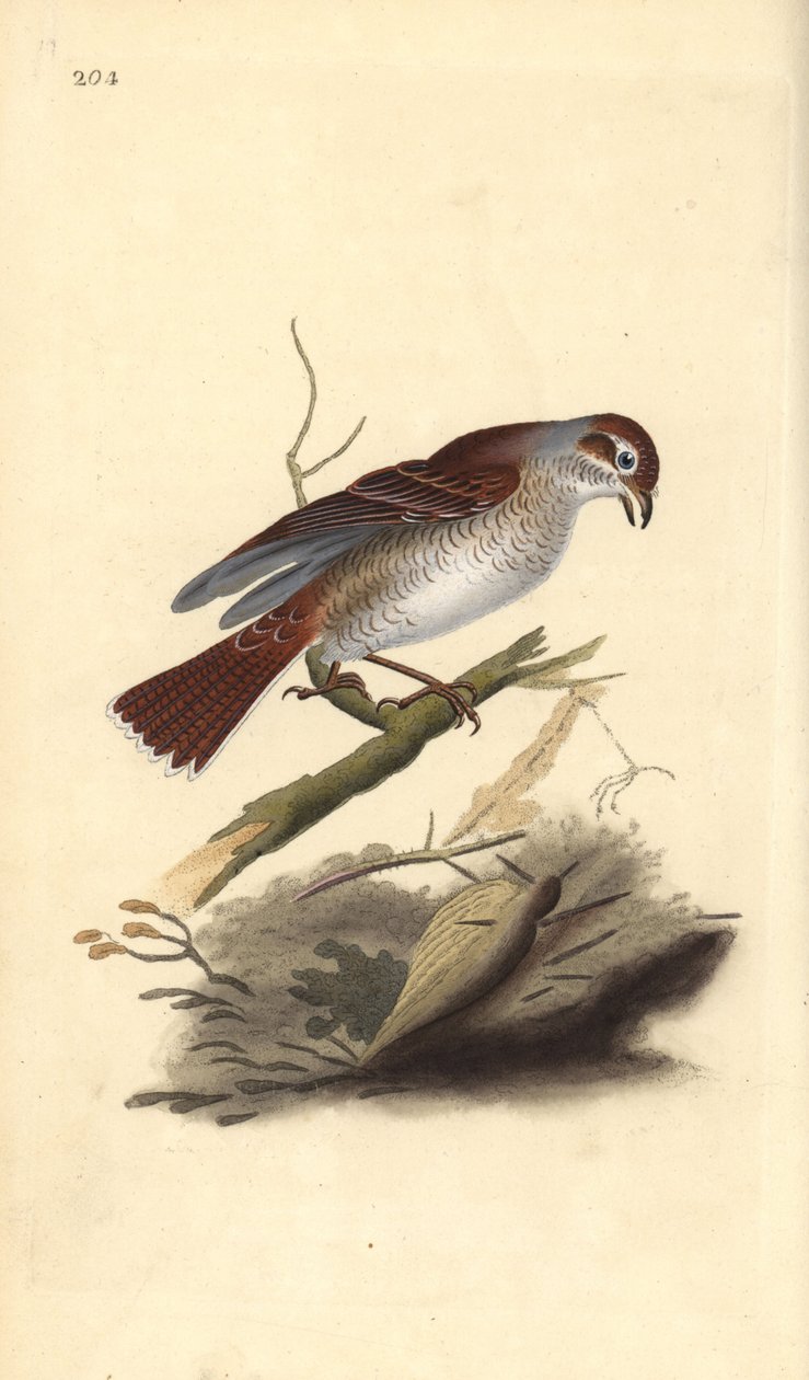 Vöröshátú sikló (nőstény), Lanius collurio. Kézi színű rézlemez, amelyet Edward Donovan rajzolt és metszett a saját Londoni „British Birds természettörténetéből” alkotó: Edward Donovan