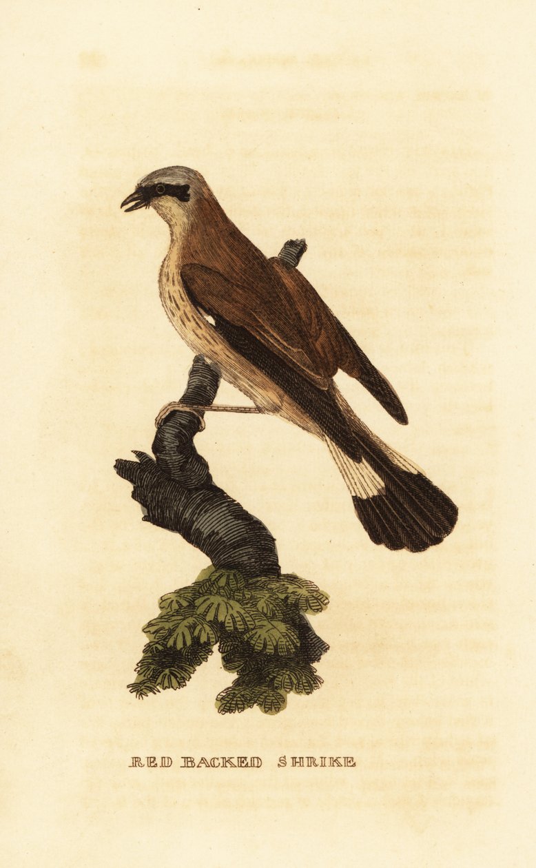 Vöröshátú sikló, Lanius collurio alkotó: Edward Donovan