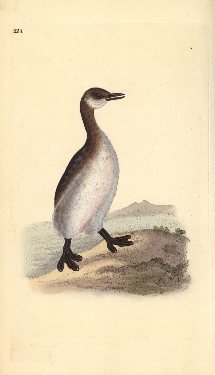 Vörösnyakú gém (nőstény), Podiceps grisegena. Kézi rézkarc, rajzolta és metszette Edward Donovan a saját "Natural History of British Birds" című művéből, London. alkotó: Edward Donovan