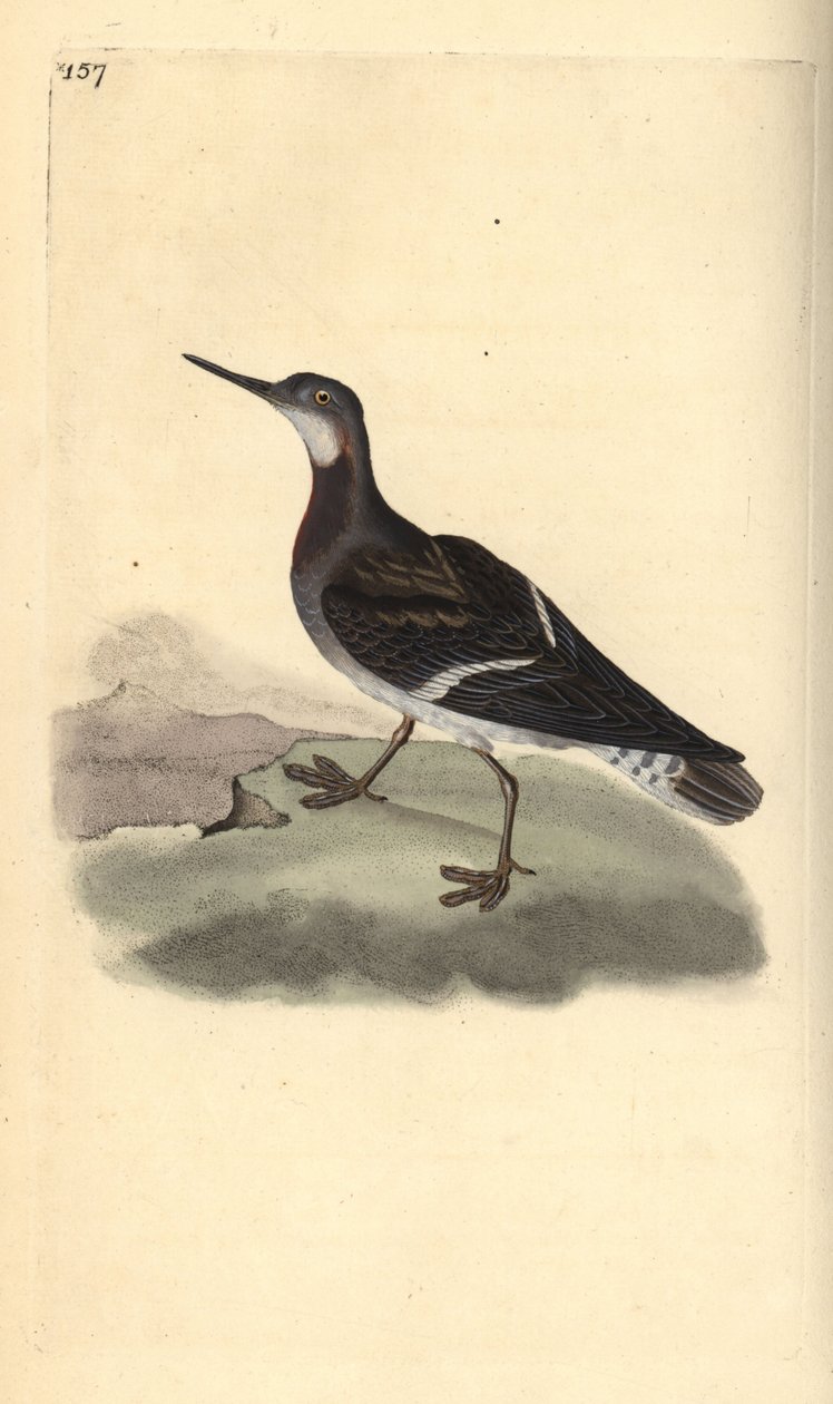 Vörösnyakú bálna, Phalaropus lobatus. Kézi rézmetszet, rajzolta és metszette Edward Donovan saját "Natural History of British Birds" című művéből, London. alkotó: Edward Donovan