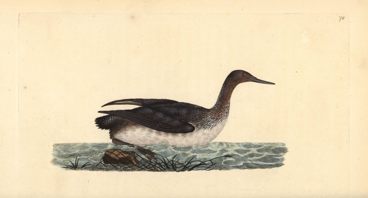 Vöröstorkú kakas vagy búvár, Gavia stellata. Kézi színű rézlemez, amelyet Edward Donovan rajzolt és metszett a saját Londoni „British Birds természettörténetéből” alkotó: Edward Donovan