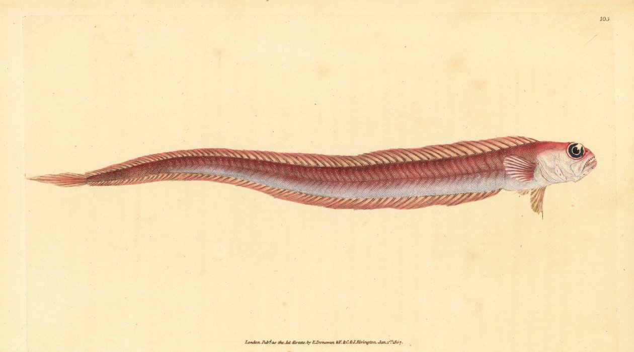 Vörös szalaghal, Cepola macrophthalma (Rubescent band-fish, Cepola rubescens). Kézzel színezett rézlemez, amelyet Edward Donovan rajzolt és metszett a British Fishes, Donovan and F.C. Natural History of British Fishes című művéből. és J. Rivington, London alkotó: Edward Donovan