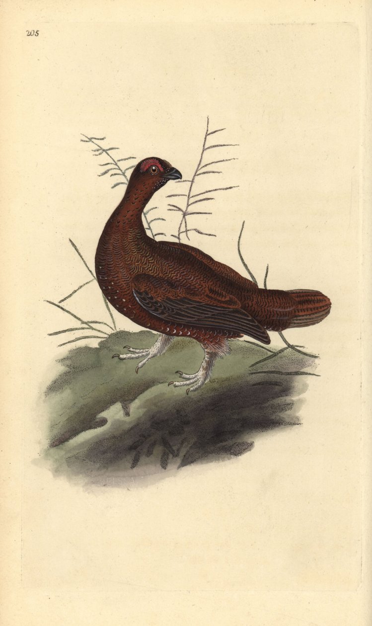 Vörös fajd, Lagopus lagopus scotica. Kézi színű rézlemez, amelyet Edward Donovan rajzolt és metszett a saját Londoni „British Birds természettörténetéből” alkotó: Edward Donovan